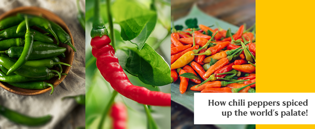 where did chili peppers come from? how the world discovered chili peppers.